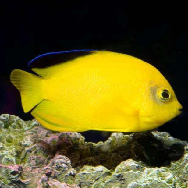 Woodhead’s Angelfish