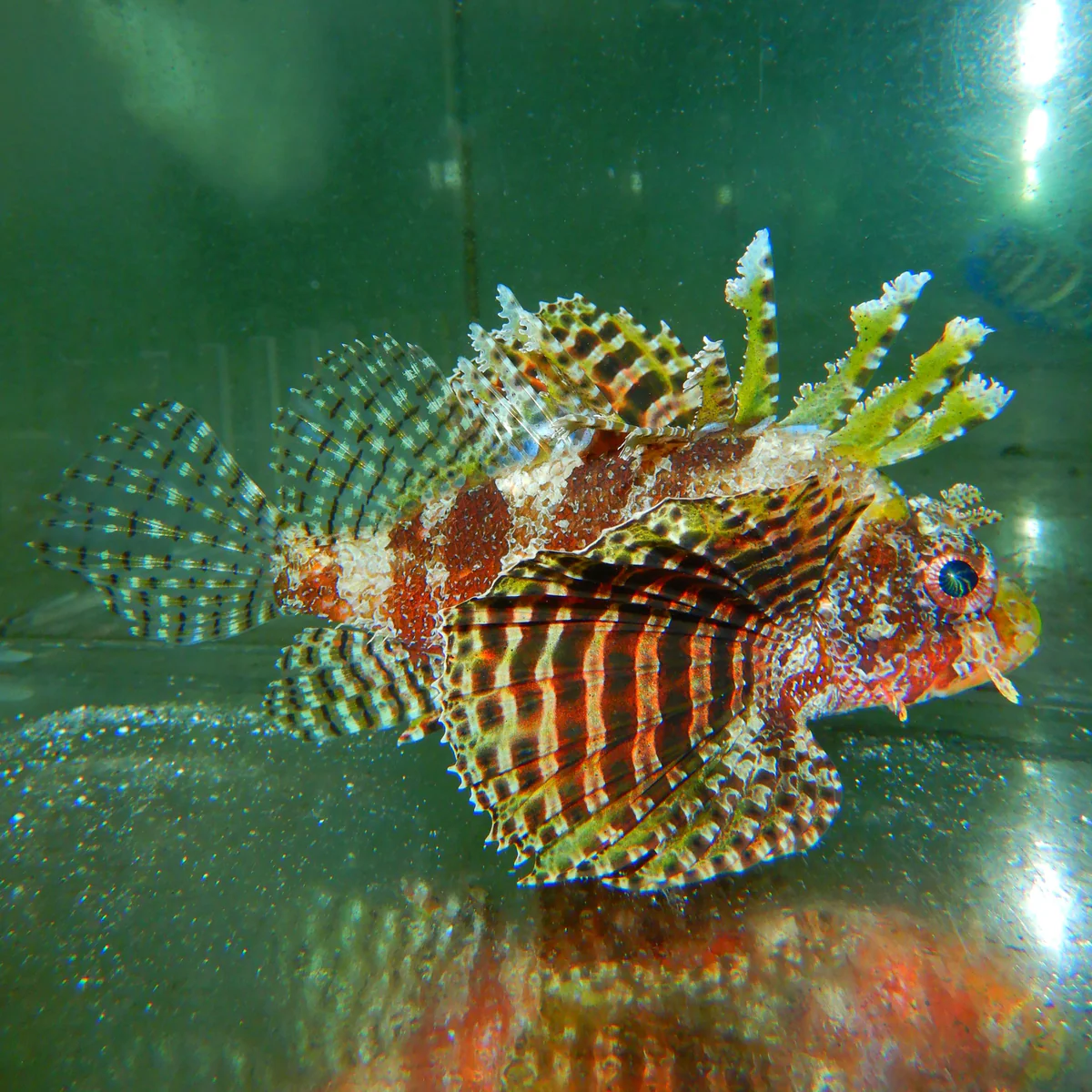Yellow Fuzzy Dwarf Lionfish