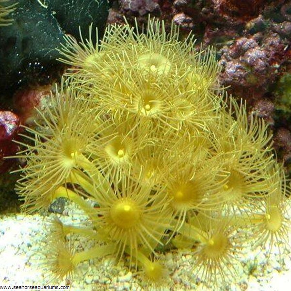 Yellow Polyps