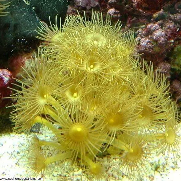 Yellow Polyps