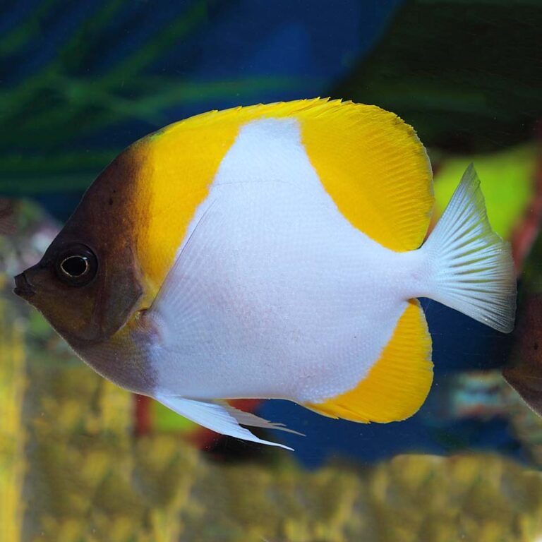 Yellow Pyramid Butterflyfish