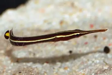 Yellow Stripe Clingfish