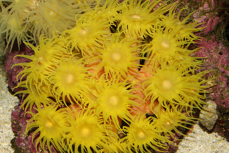 Yellow Sun Coral