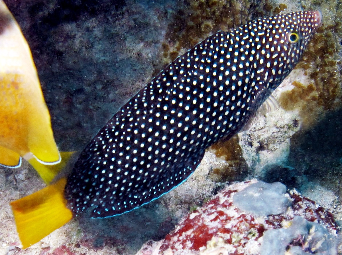 Yellowtail Wrasse
