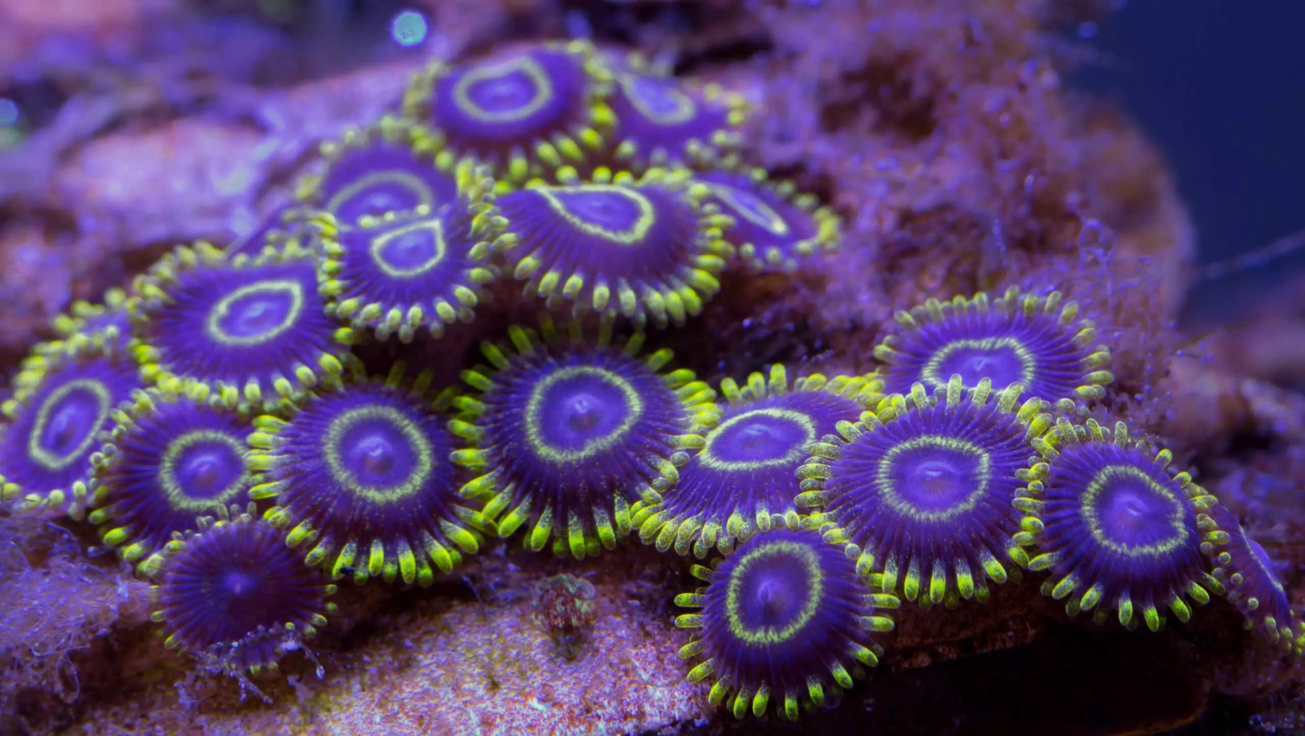 Purple Hornets