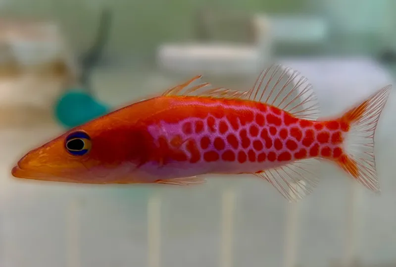 Dr. Seuss Soapfish