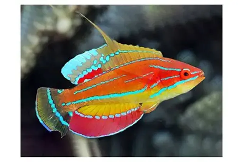 McCosker's Flasher Wrasse