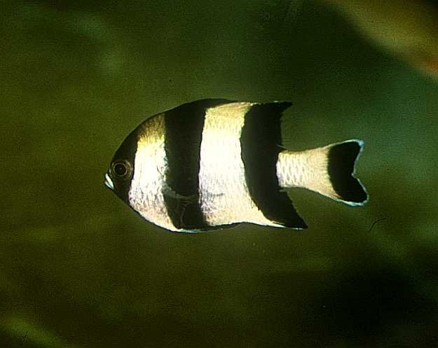 Four Stripe Damsel