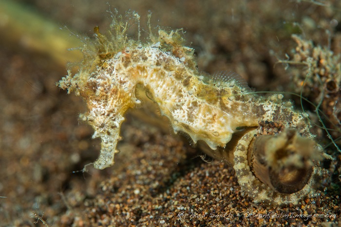 Seahorses