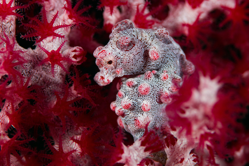 Pygmy Seahorse