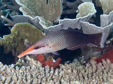 Wrasses