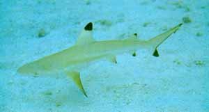 Black Tip Reef Shark