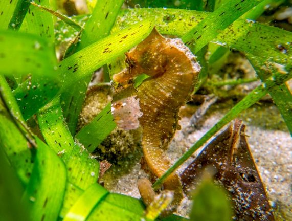 Giraffe Seahorse