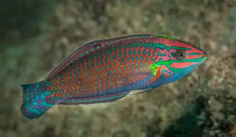 Christmas Wrasse