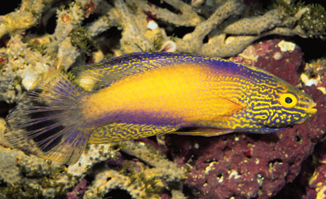 Rhomboid Wrasse