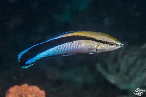 Cleaner Wrasse