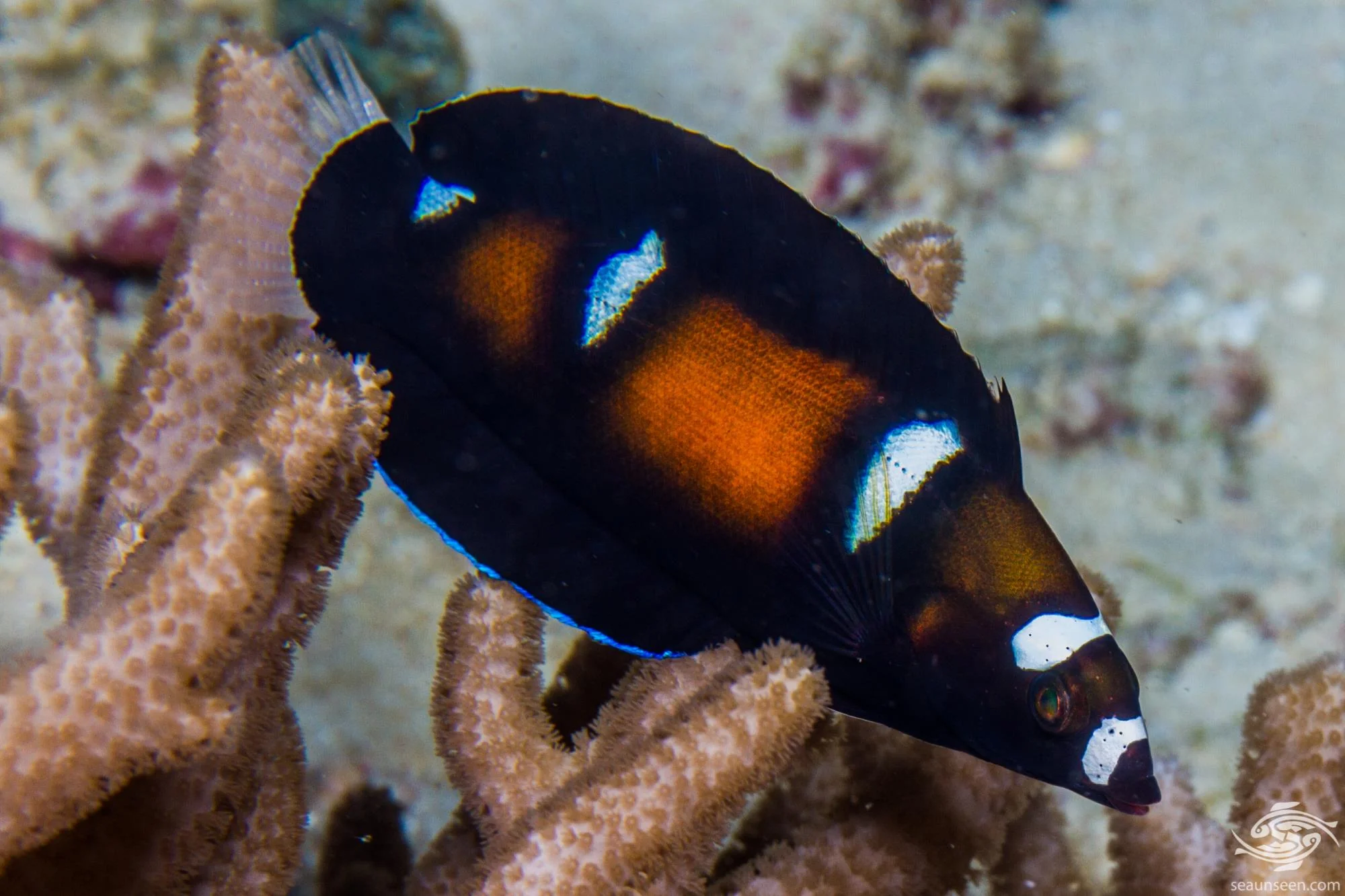 Formosa Wrasse