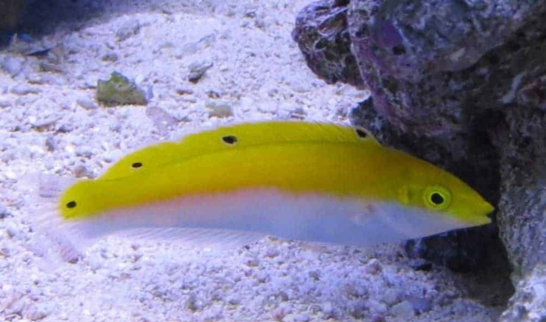 Four Spot Wrasse