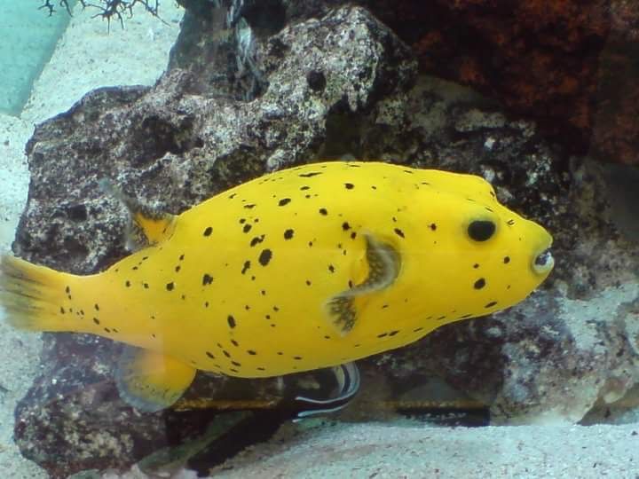 Golden Dogface Puffer