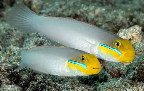 Goldhead Sleeper Goby