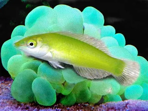 Green Wrasse