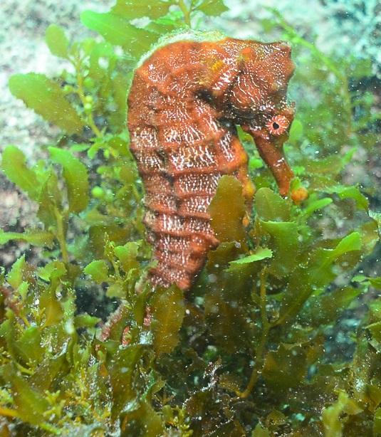 Pacific Seahorse
