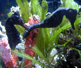 Great Seahorse