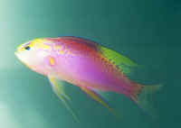 Longfin Anthias
