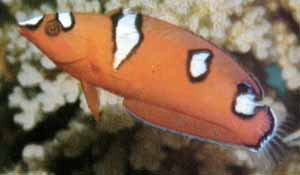 Red Coris Wrasse