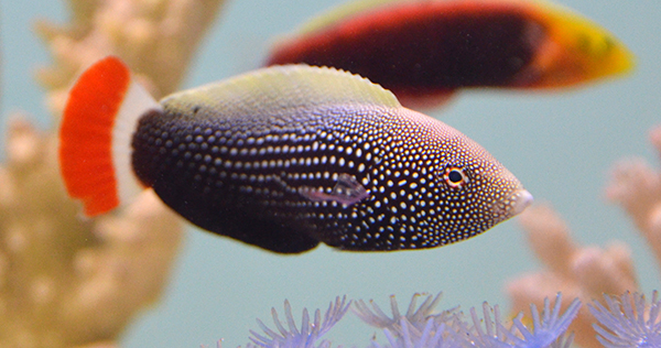 Redtail Tamarin Wrasse