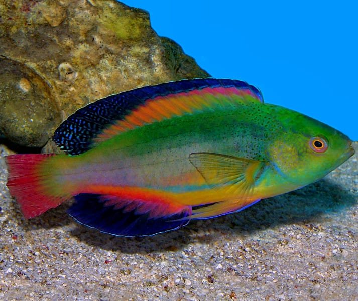 Scott’s Velvet Wrasse