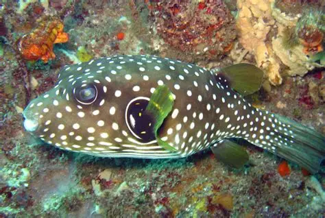 Stars and Stripes Puffer