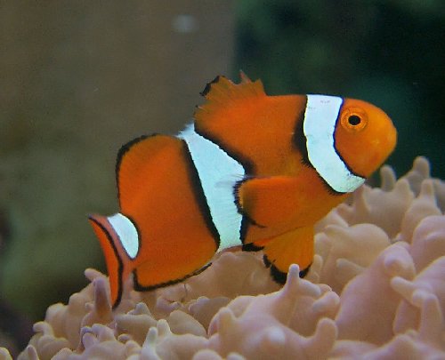 True Percula Clownfish