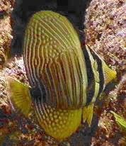 Desjardinii Tang