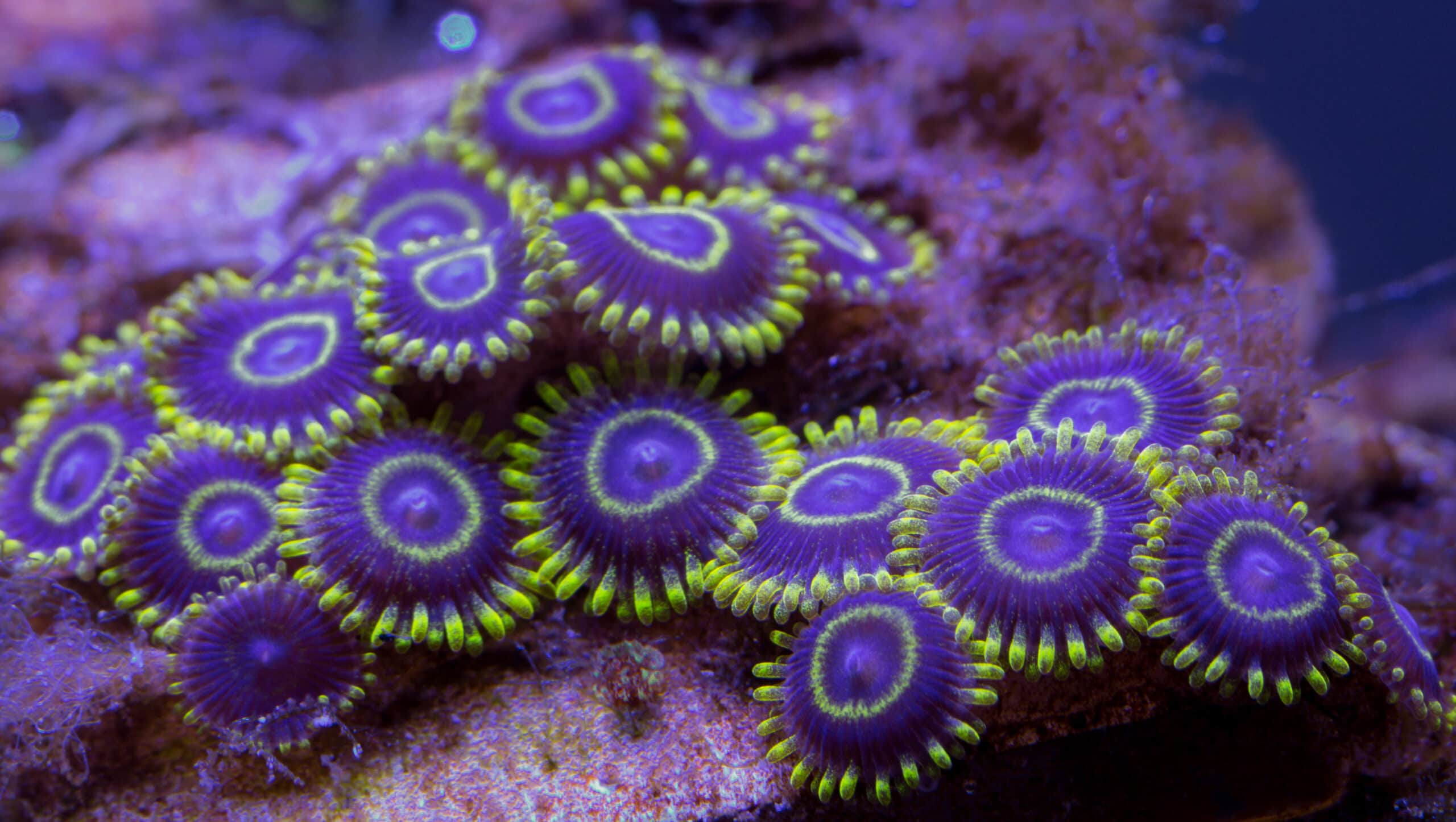Zoanthids
