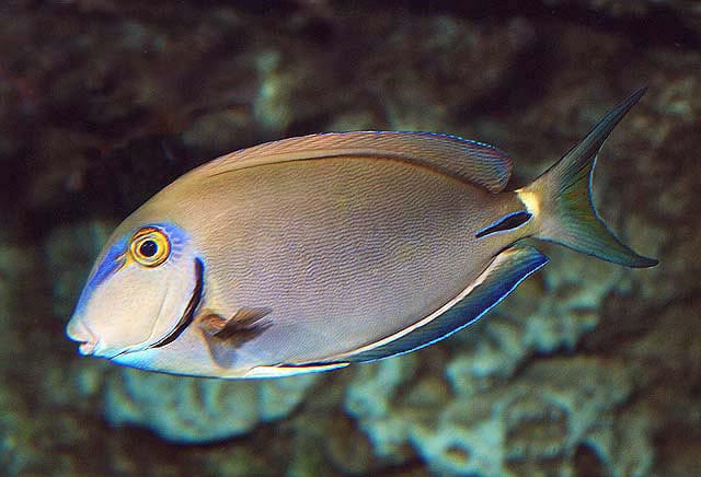 Ocean Surgeonfish