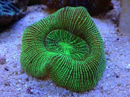 Open Brain Coral — Green morph