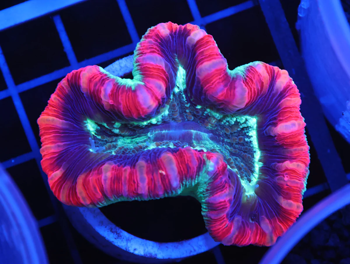Open Brain Coral — Red morph