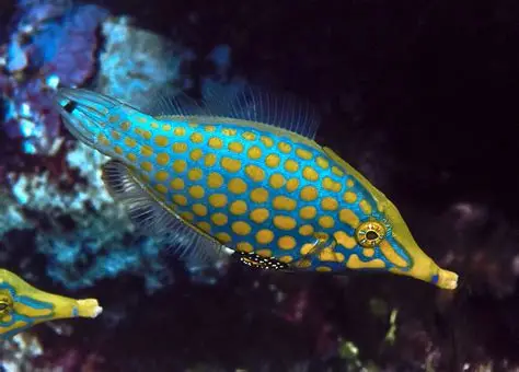 Filefish