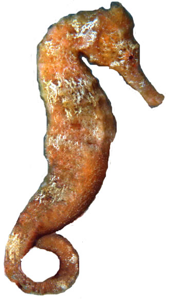 Pacific Seahorse