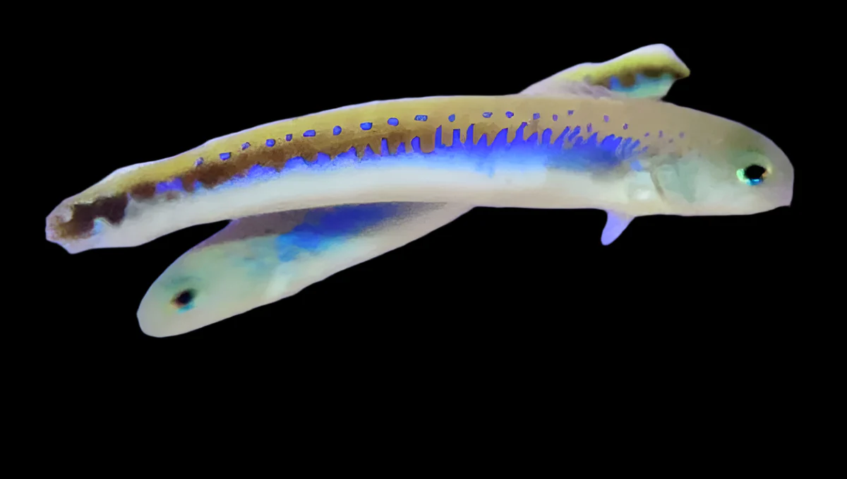 Chameleon Tilefish