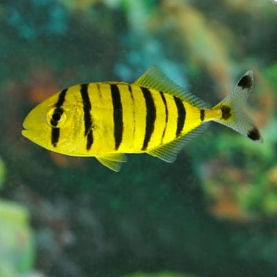 Pilotfish