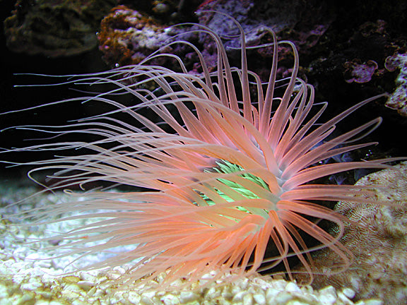 Tube Anemone