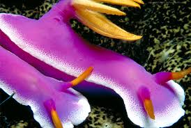 Purple Sea Slug