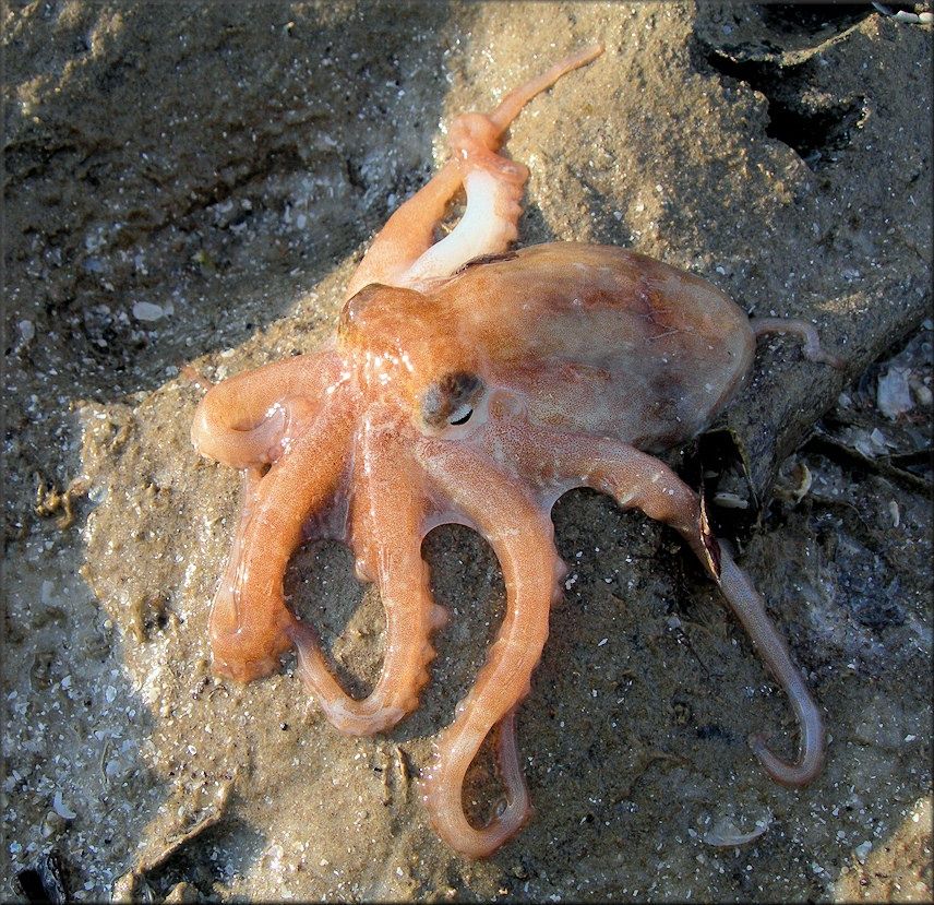 Octopus
