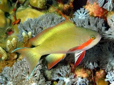 Red Cheek Anthias