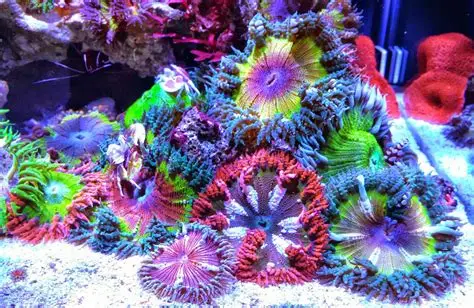 Rock Flower Anemone
