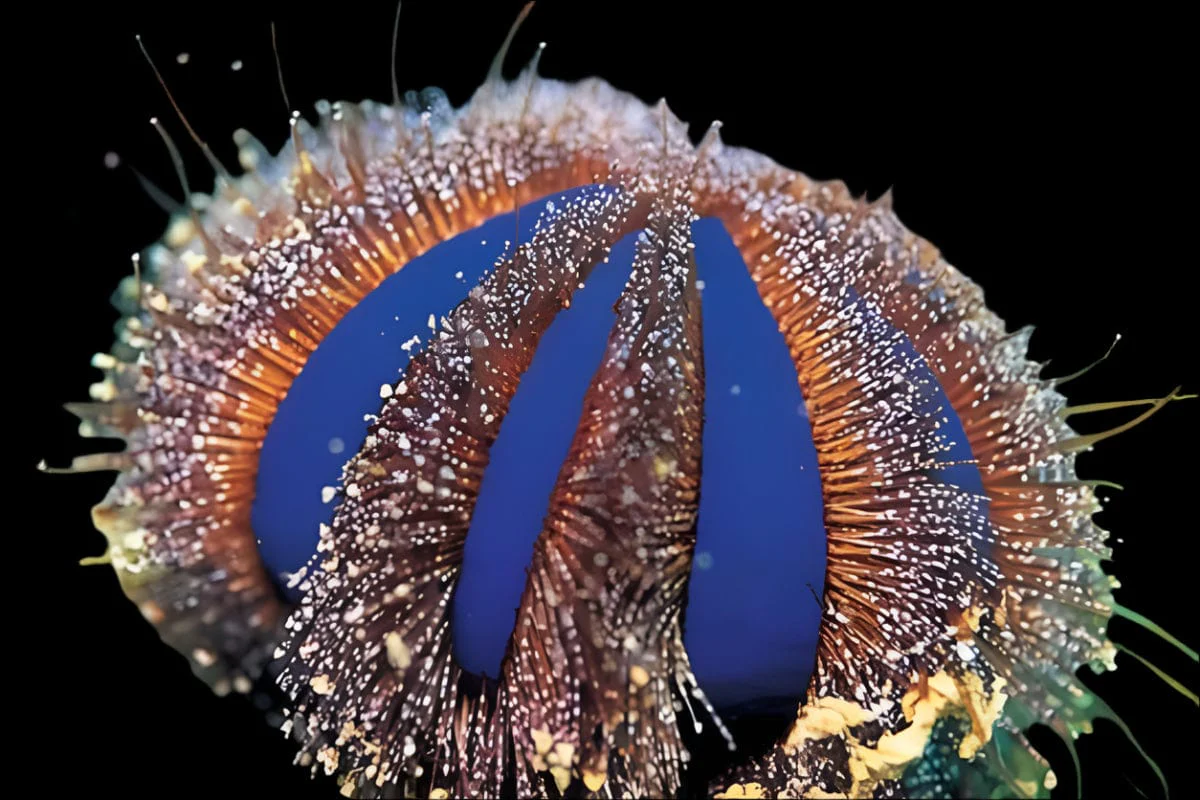 Royal Urchin