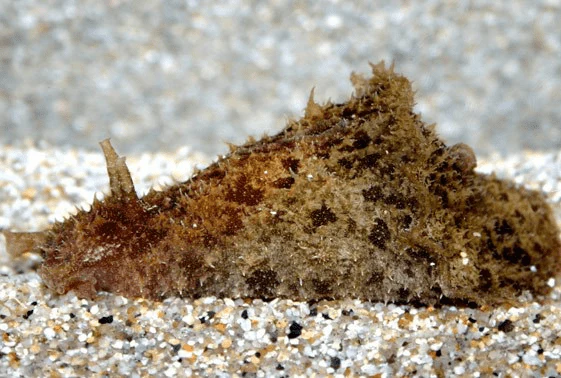 Sea Hare