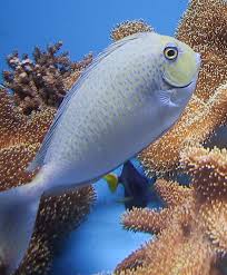 Spotted Unicorn Tang